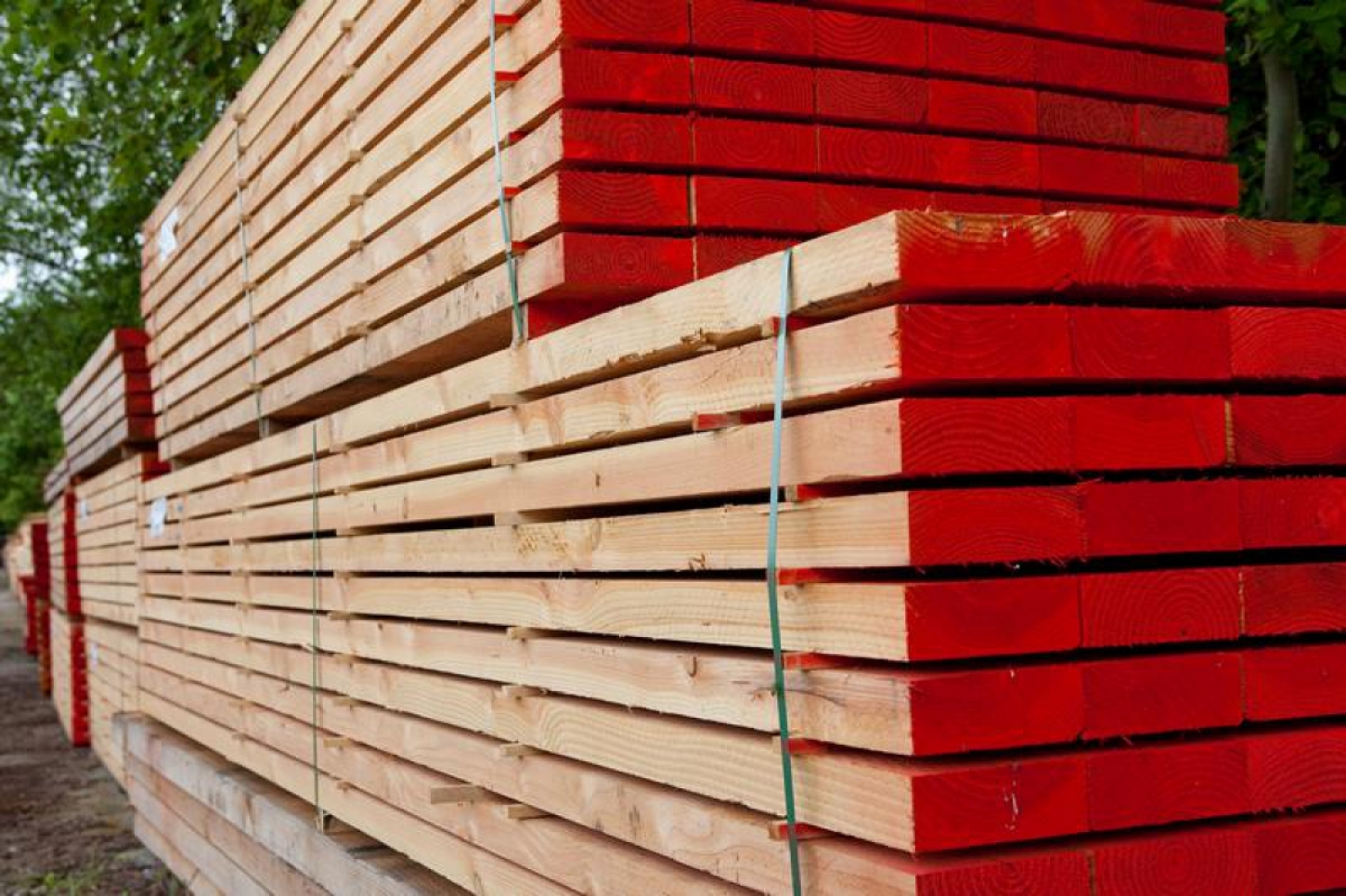 Witte Den of Epicea is de eerste houtsoort die zich perfect leent voor constructiehout.